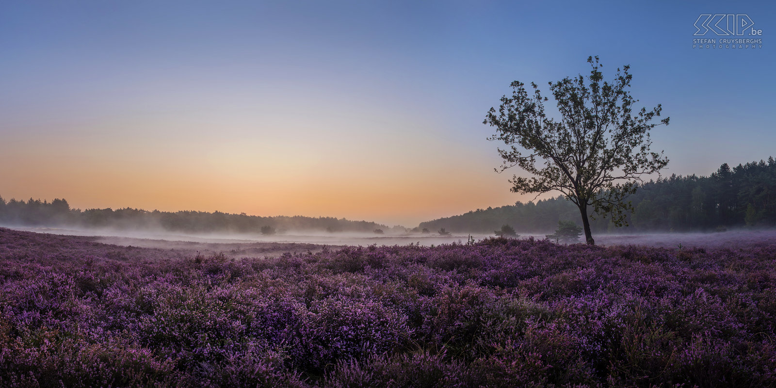 Blooming heathland - Blekerheide The most interesting time for landscape photographers in my home region the Kempen is definitely the blooming period of the heather in late August. This year it was a two weeks earlier than other years. I woke up early multiple times to photograph the sunrise at the heathlands of the Blekerheide and the Heuvelse heide in my hometown Lommel.<br />
 Stefan Cruysberghs